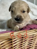 Golden Retriever Puppies for sale in De Motte, IN 46310, USA. price: $1,000