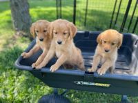 Golden Retriever Puppies for sale in Dixon, IL 61021, USA. price: $650