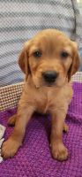 Golden Retriever Puppies for sale in Dunlap, TN 37327, USA. price: $1,000