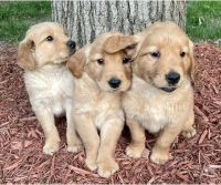 Golden Retriever Puppies for sale in Lodi, CA, USA. price: $450