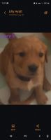Golden Retriever Puppies for sale in Vincennes, IN 47591, USA. price: $900