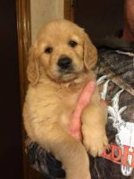 Golden Retriever Puppies for sale in Richmond, TX, USA. price: $650
