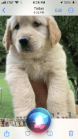 Golden Retriever Puppies for sale in Morehead, KY 40351, USA. price: $600