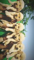 Golden Retriever Puppies for sale in Delhi, India. price: 15,000 INR