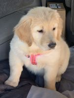 Golden Retriever Puppies for sale in Merced, CA 95348, USA. price: $750