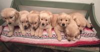 Golden Retriever Puppies for sale in Columbus, OH, USA. price: $1,000