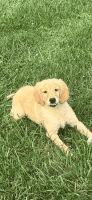 Golden Retriever Puppies for sale in Peebles, OH 45660, USA. price: $400