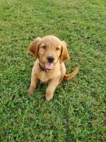 Golden Retriever Puppies for sale in Fayetteville, TN 37334, USA. price: $800