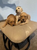 Golden Retriever Puppies for sale in Tacoma, WA, USA. price: $1,200
