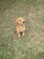 Golden Retriever Puppies for sale in Isleton, CA, USA. price: NA