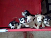 Golden Retriever Puppies for sale in Glendale, AZ, USA. price: $350
