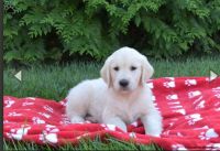 Golden Retriever Puppies for sale in Ronks, PA 17572, USA. price: $69,500