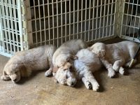 Golden Retriever Puppies for sale in Gouverneur, NY 13642, USA. price: $800