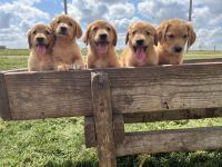 Golden Retriever Puppies for sale in Freeman, SD 57029, USA. price: $600