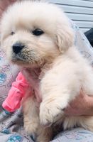 Golden Retriever Puppies for sale in Spruce Pine, NC 28777, USA. price: $1,400