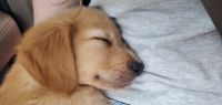 Golden Retriever Puppies for sale in Celina, TN 38551, USA. price: $1,250