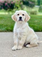 Golden Retriever Puppies for sale in 16821 Falconhurst Dr, Purcellville, VA 20132, USA. price: $5,000