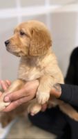 Golden Retriever Puppies for sale in Merced, CA, USA. price: $700
