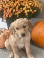 Golden Retriever Puppies for sale in Fort Wayne, IN, USA. price: $1,400