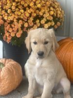 Golden Retriever Puppies for sale in Fort Wayne, IN, USA. price: $1,400