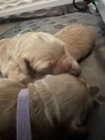 Golden Retriever Puppies for sale in Corona, CA, USA. price: NA