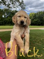 Golden Retriever Puppies for sale in New Paris, IN 46553, USA. price: $600