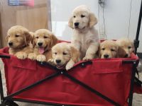 Golden Retriever Puppies for sale in Oklahoma City, OK, USA. price: $1,200
