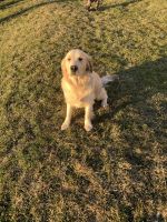 Golden Retriever Puppies for sale in Lancaster, PA, USA. price: $140,000