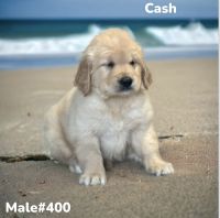 Golden Retriever Puppies for sale in Exline, IA 52555, USA. price: $1,425