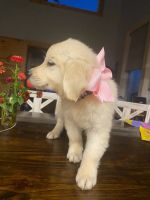 Golden Retriever Puppies for sale in Raymond, MS 39154, USA. price: $1,000