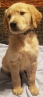Golden Retriever Puppies for sale in Bliss, ID 83314, USA. price: $1,775