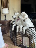 Golden Retriever Puppies for sale in San Antonio, TX, USA. price: $500
