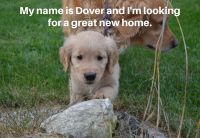 Golden Retriever Puppies for sale in Winterport, ME, USA. price: $1,100
