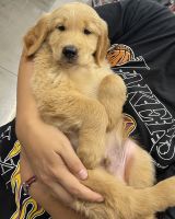 Golden Retriever Puppies for sale in West Hollywood, CA, USA. price: $720