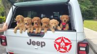 Golden Retriever Puppies for sale in North Charleston, SC, USA. price: $1,400