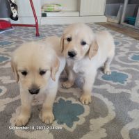 Golden Retriever Puppies for sale in Beaumont, CA, USA. price: $950