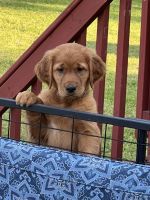 Golden Retriever Puppies for sale in Lodi, OH 44254, USA. price: $2,000