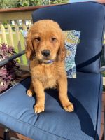 Golden Retriever Puppies for sale in Lodi, OH 44254, USA. price: $1,200