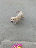 Golden Retriever Puppies for sale in Granada Hills, Los Angeles, CA, USA. price: $1,400