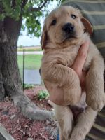 Golden Retriever Puppies for sale in Mauston, WI 53948, USA. price: $600
