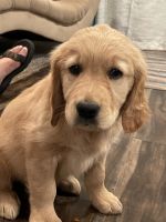 Golden Retriever Puppies for sale in Nampa, ID, USA. price: $1,600
