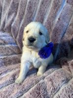 Golden Retriever Puppies for sale in Denver, CO, USA. price: $1,000
