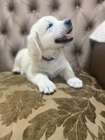 Golden Retriever Puppies for sale in Montebello, CA, USA. price: $2,100