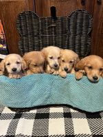 Golden Retriever Puppies for sale in Madison, NC 27025, USA. price: $1,000