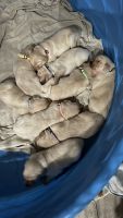 Golden Retriever Puppies for sale in Riverview, FL, USA. price: $2,500