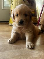 Golden Retriever Puppies for sale in Apple Valley, CA, USA. price: $1,500