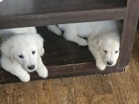 Golden Retriever Puppies for sale in Talking Rock, GA 30175, USA. price: $850