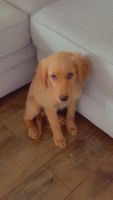 Golden Retriever Puppies for sale in Sterling Heights, MI, USA. price: $800