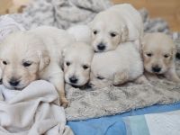 Golden Retriever Puppies for sale in Grand Blanc, MI 48439, USA. price: $1,200