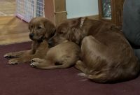 Golden Retriever Puppies for sale in Lodi, OH 44254, USA. price: $1,800